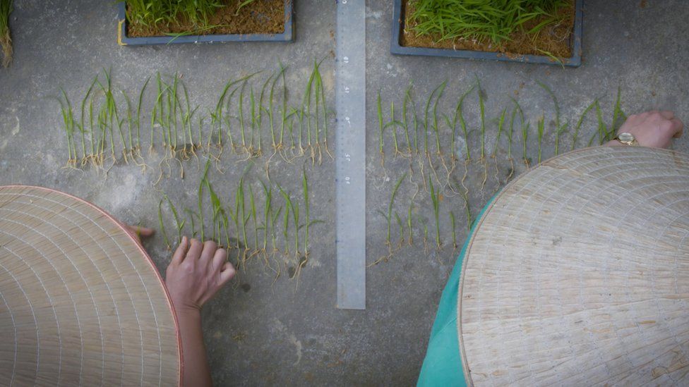 Científicos comparan plantas de semillero de arroz de 15 días tratadas y no tratadas.