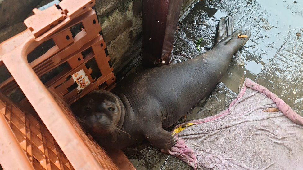Seal found at pub