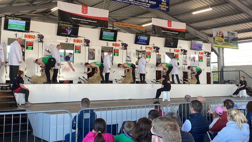 Sheep shearing at the Balmoral Show on Wednesday