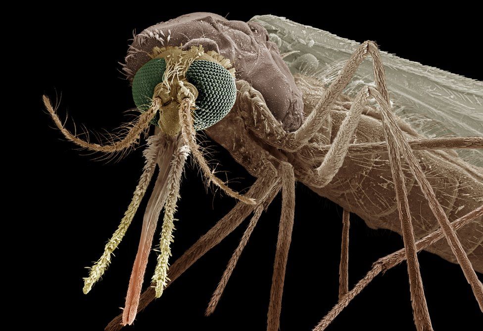 Anopheles mosquito close-up
