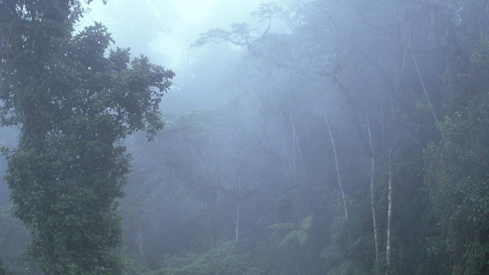 A cloudy rainforest