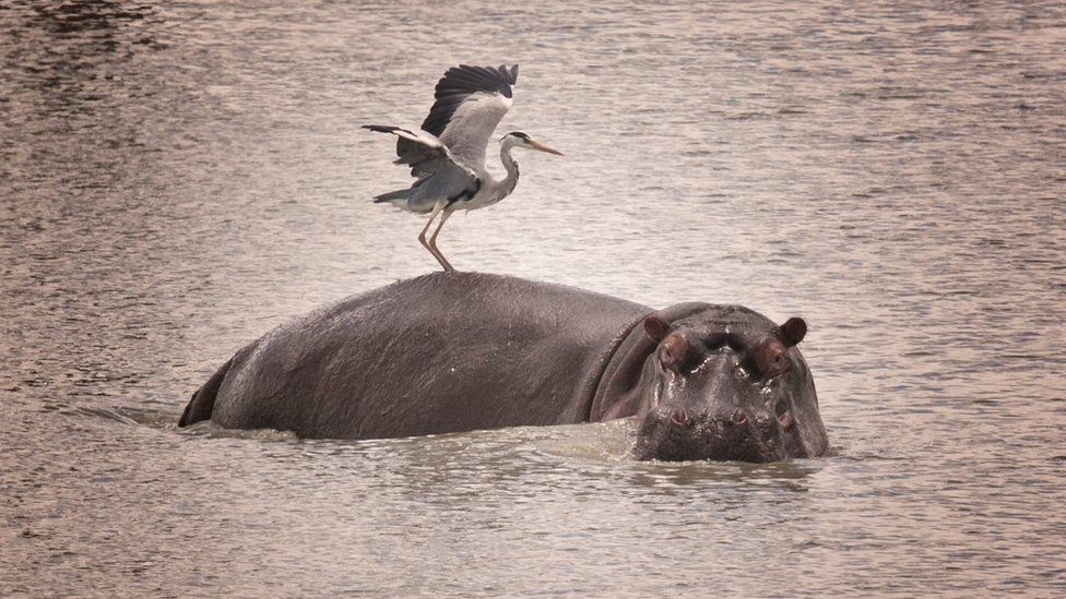 Heron on a hippo