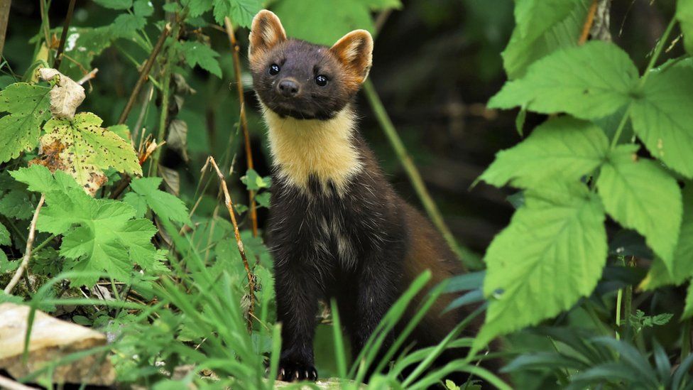 A pine marten in the forest