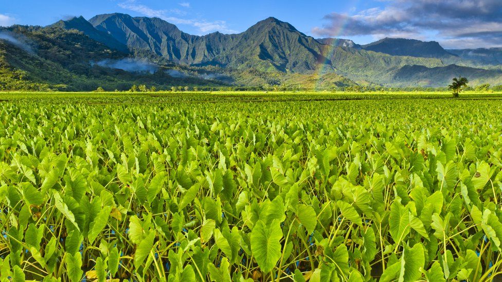 Hawaii taro farming