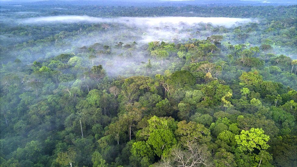 Facebook To Act On Illegal Sale Of Amazon Rainforest Bbc News 9530