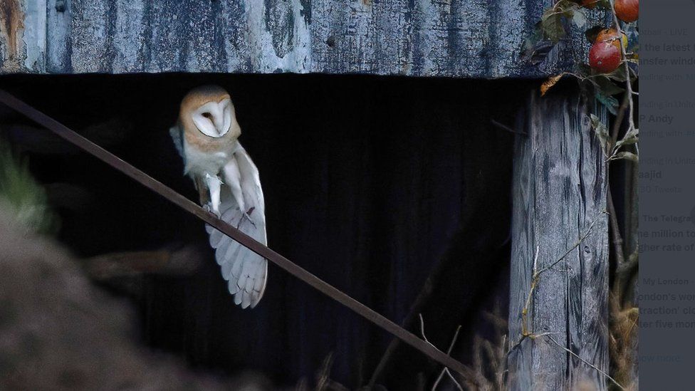 barn owl