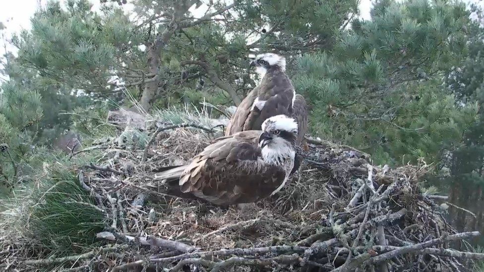 Osprey pair