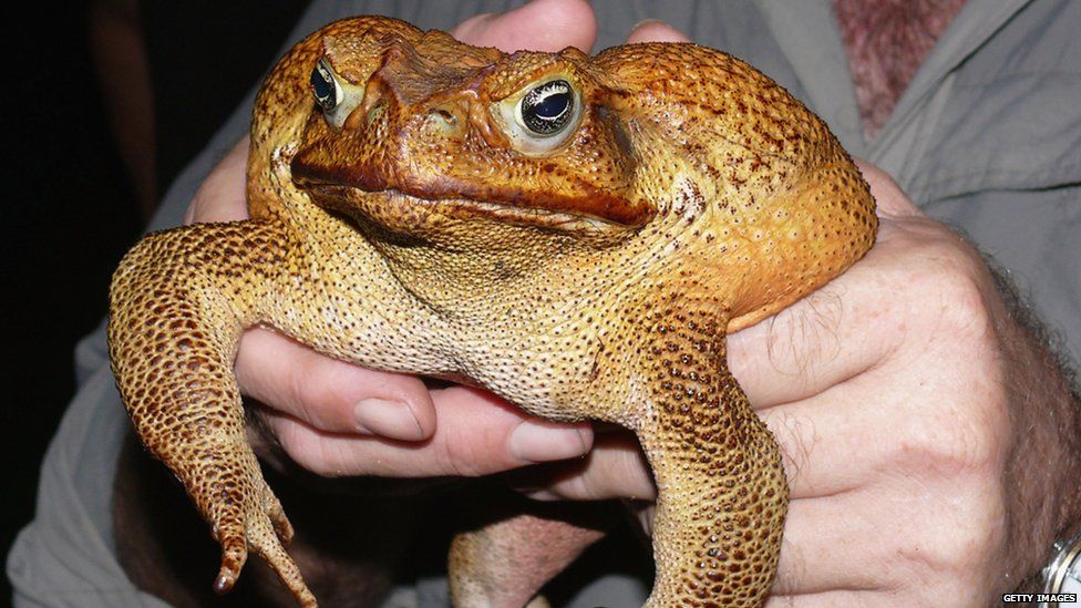 An Australian cane toad is held in a man's hands