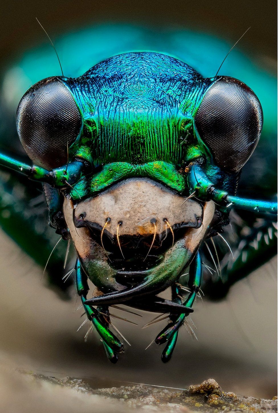 size spotted tiger beetle