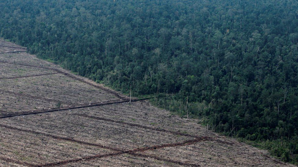 Вид на вырубку лесов на острове Суматра в Индонезии