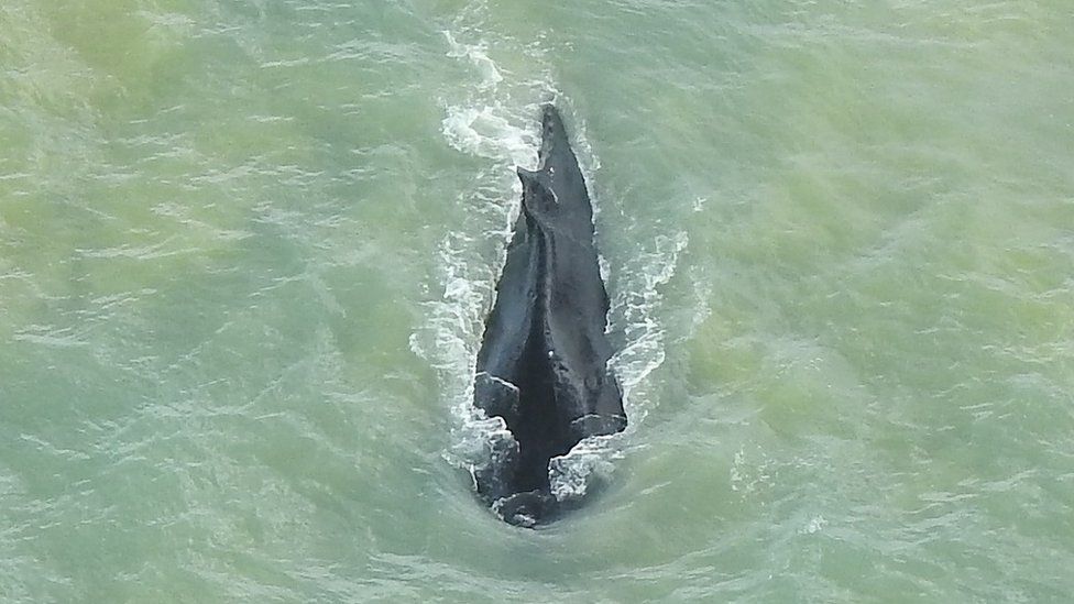 Humpback whale finds escape from Australian crocodile river - BBC News