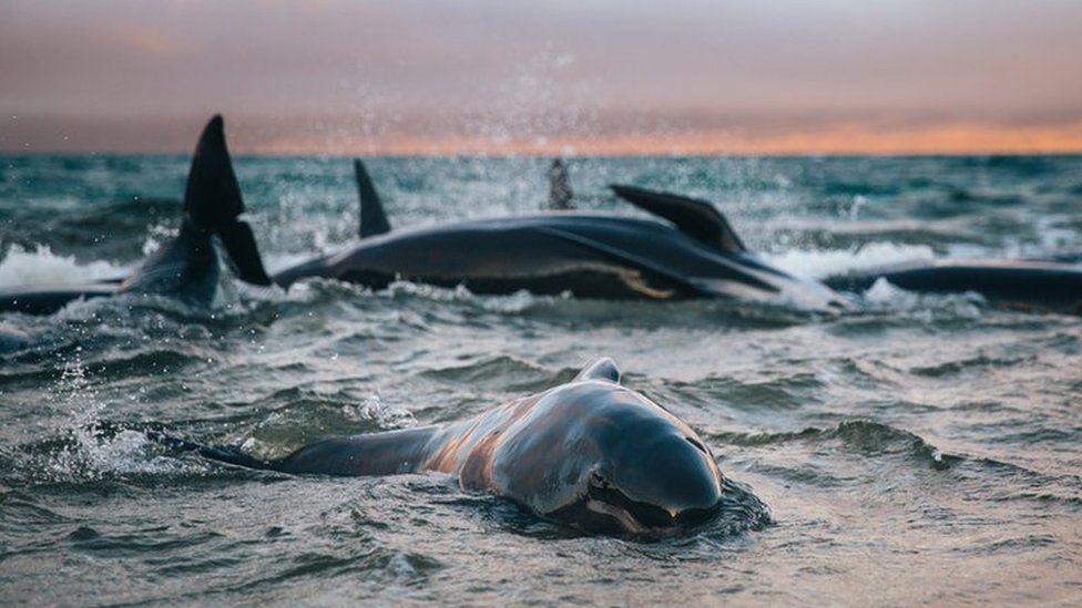 Whales stranded in the surf