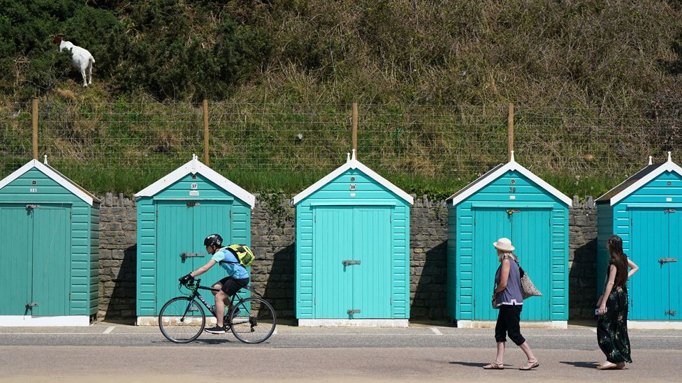 People look up at goats feeding on the cliffs above some beach huts as they make their way along the sea front on Bournemouth beach in Dorset.