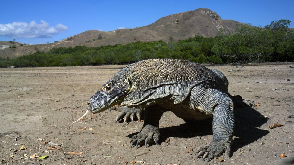 Komodo dragon