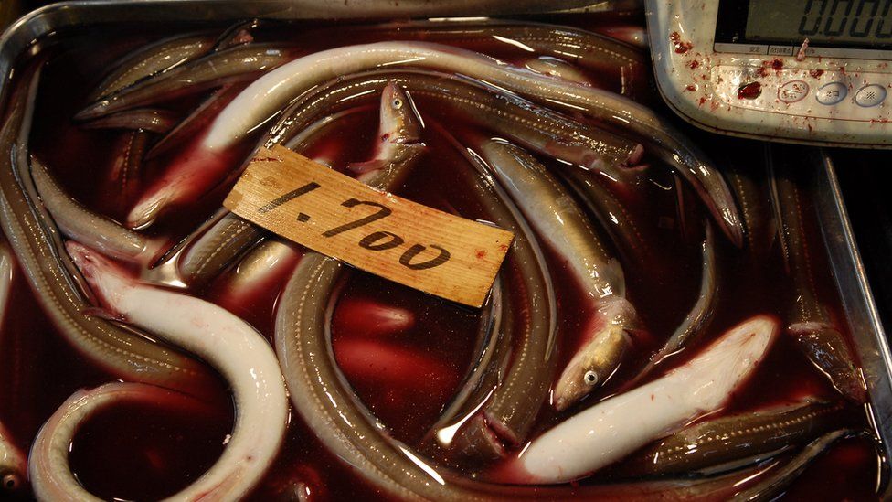 Small eels in a dish