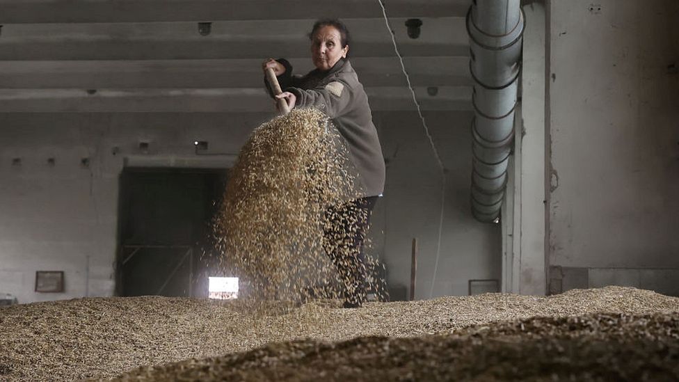 A farmer shovels grain in Ukraine