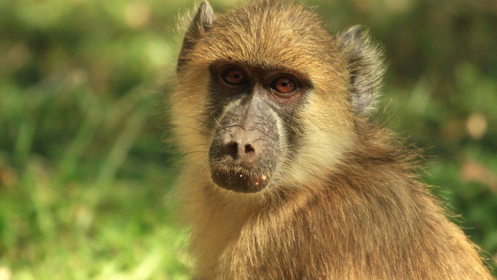 Close up of a baboon looking directly into camera with a natural green grass background in South Luangwa, Zambia, Southern Africa