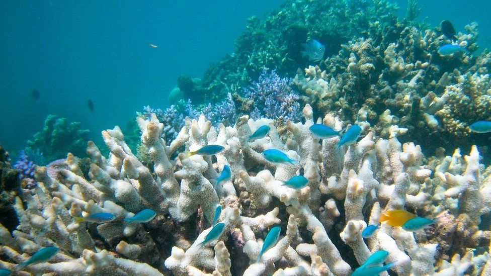 Branching hard corals that have bleached on the Great Barrier Reef