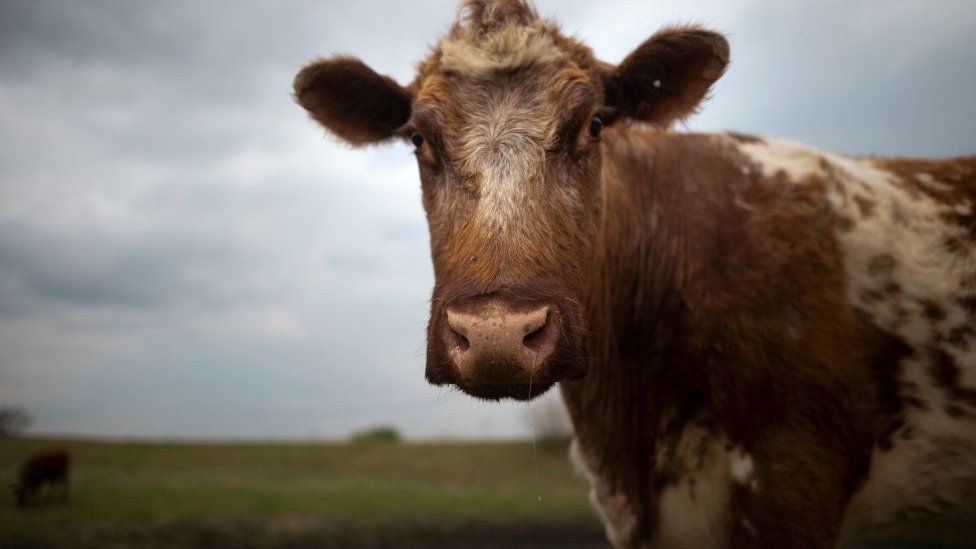A cow in Nebraska