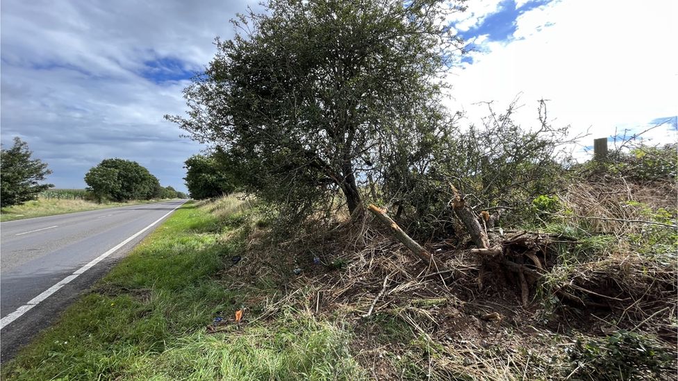 Damage to trees and bushes on the A143