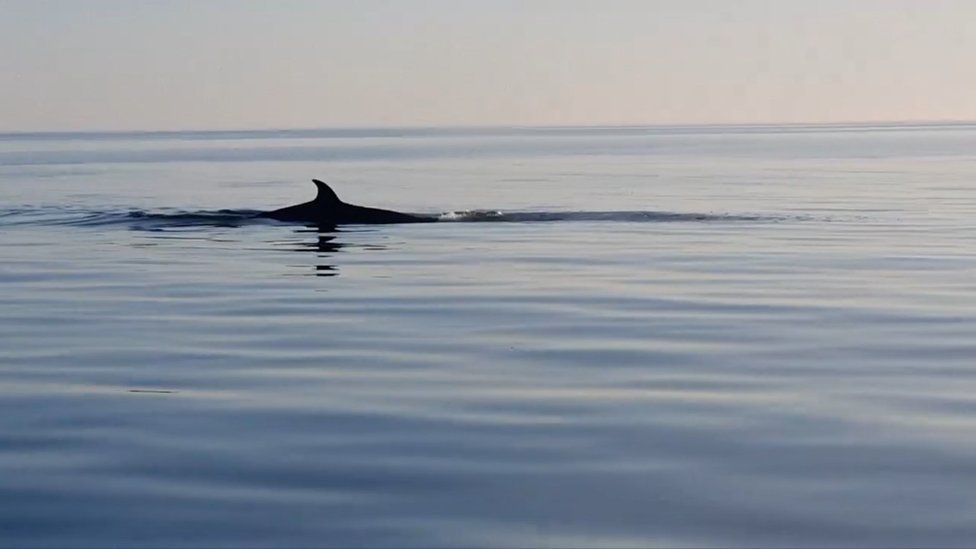 A whale fin