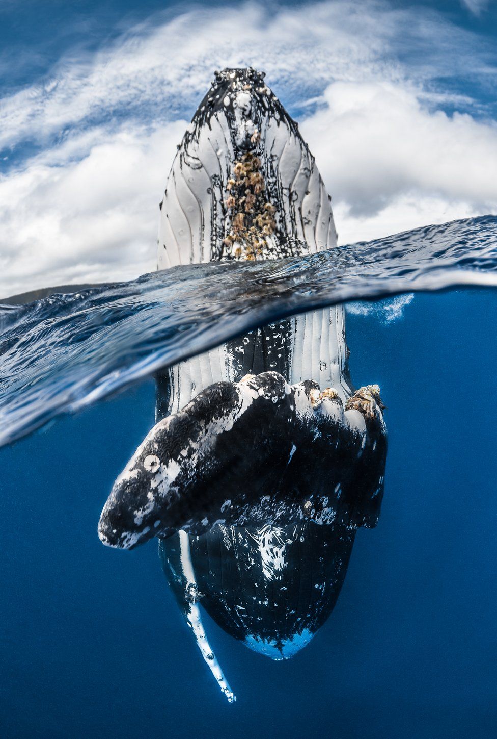 Ballena en posición vertical