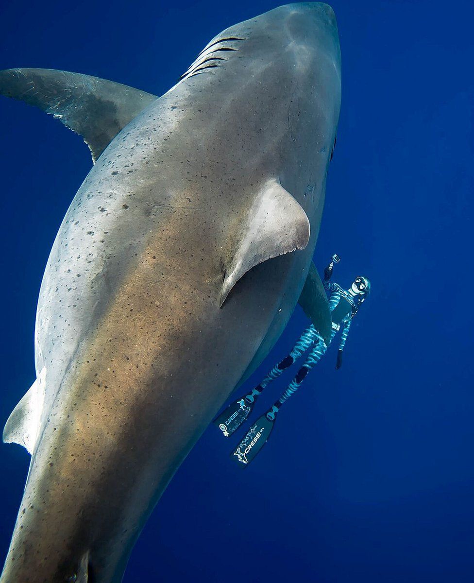 A shark said to be Deep Blue, one of the largest great whites on record, swims off Hawaii, January 15, 2019