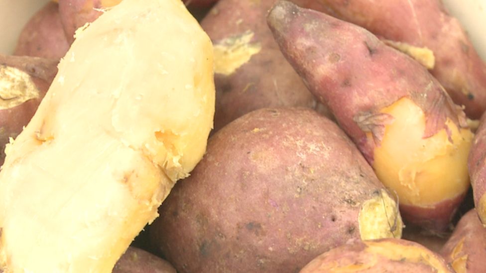 Can a new sweet potato help tackle child malnutrition? BBC News