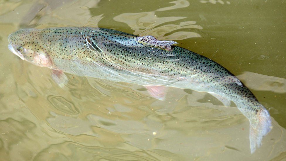 Rainbow trout (file image)