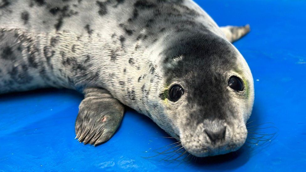 Grey seal pup named Judi Dench
