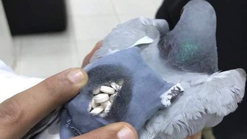 Pigeon found carrying drugs in Kuwait