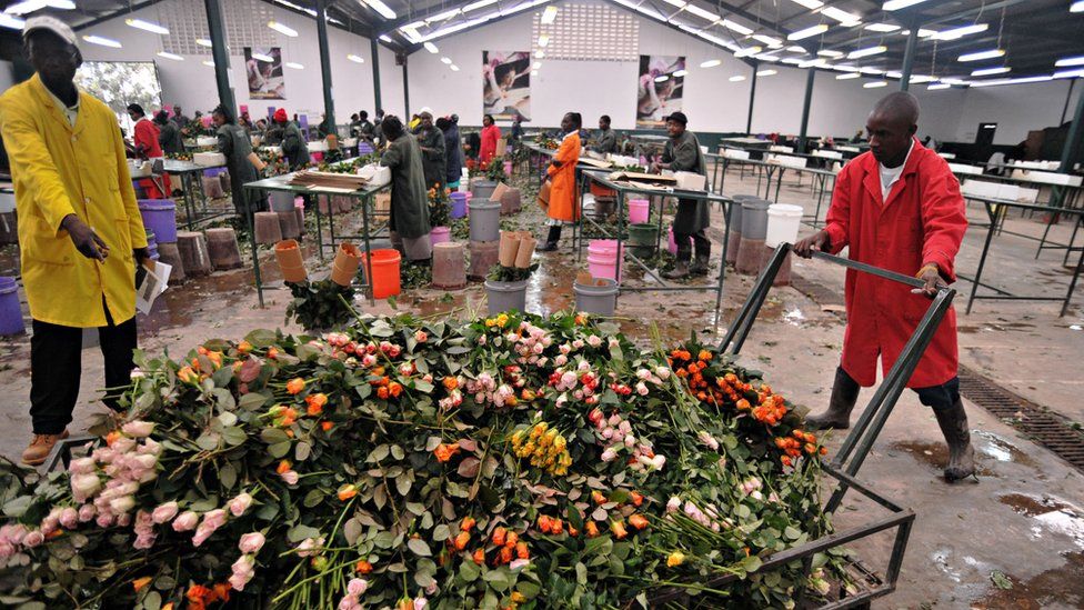 Workers push a cart loaded with discarded flowers at a warehouse in Kenya