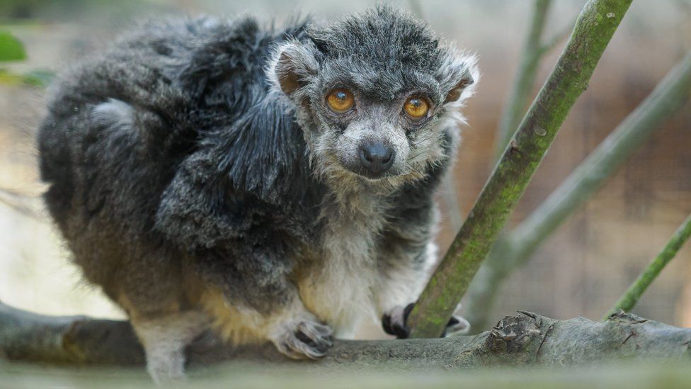 McLovin the lemur sets age record after death, sanctuary claims - BBC News