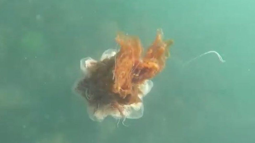 A Lion's Mane jellyfish