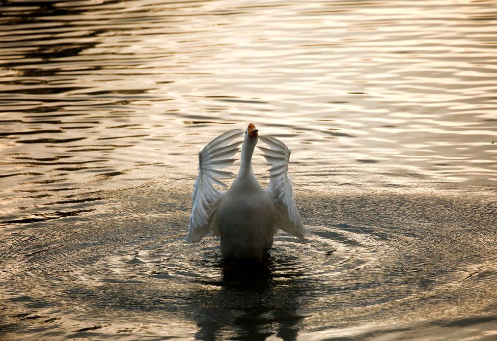 A swan flaps its wings