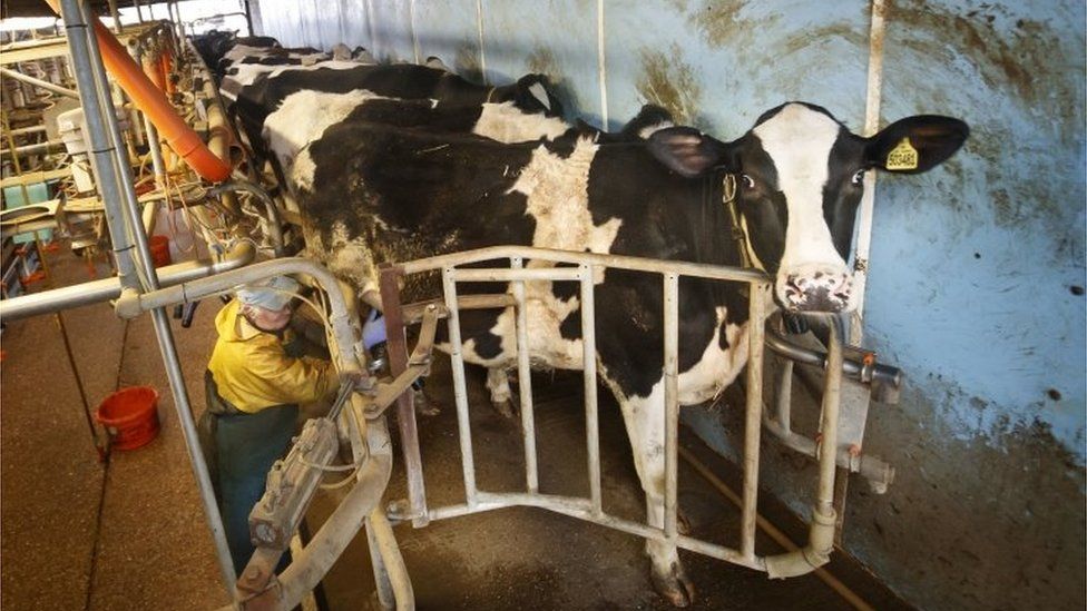 Cows are milked at South Acre Farm near York