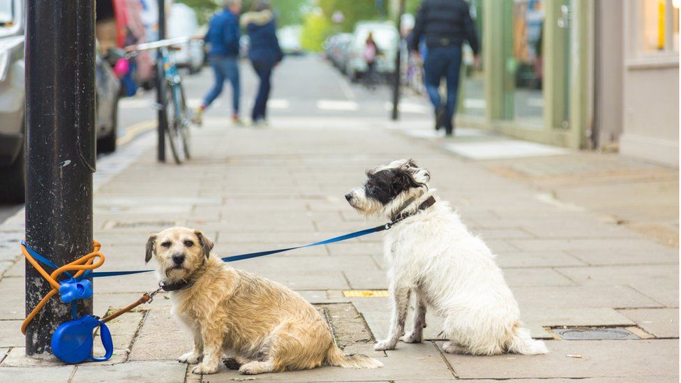 Dogs tied to lamppost