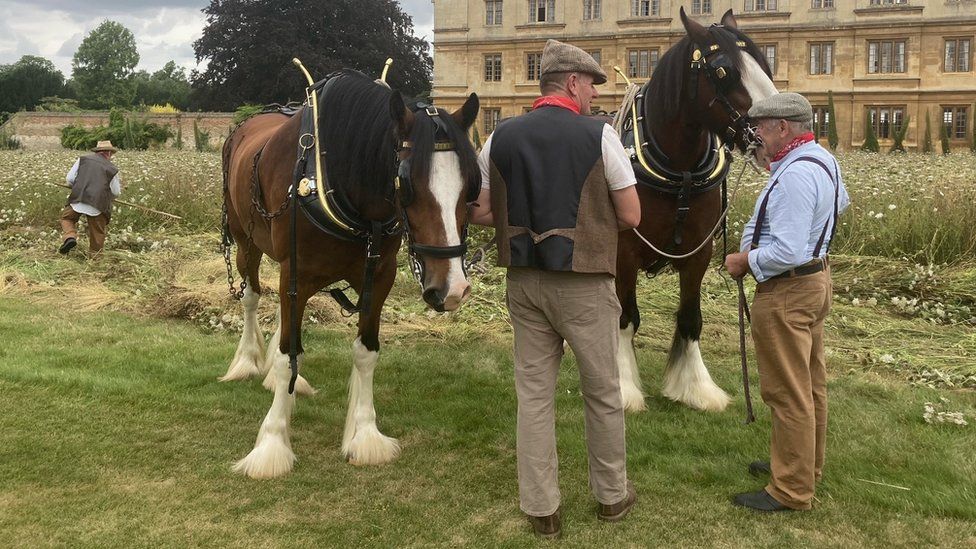 Cambridge University's King's College meadow harvested with horses BBC News