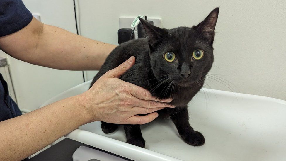 A black cat being held by a person while sitting on a white surface