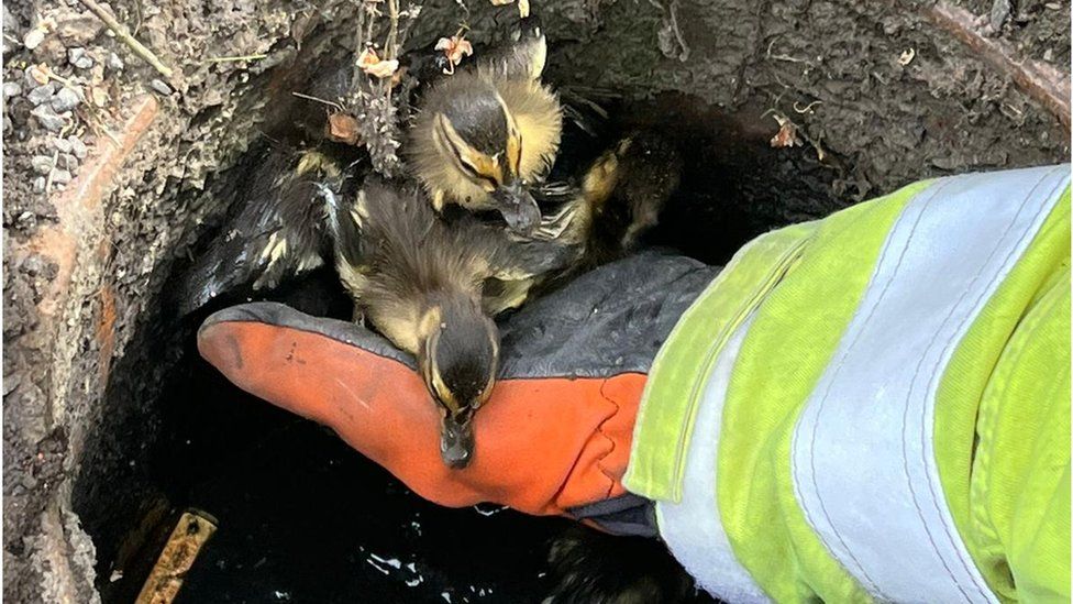 Ducklings being rescued