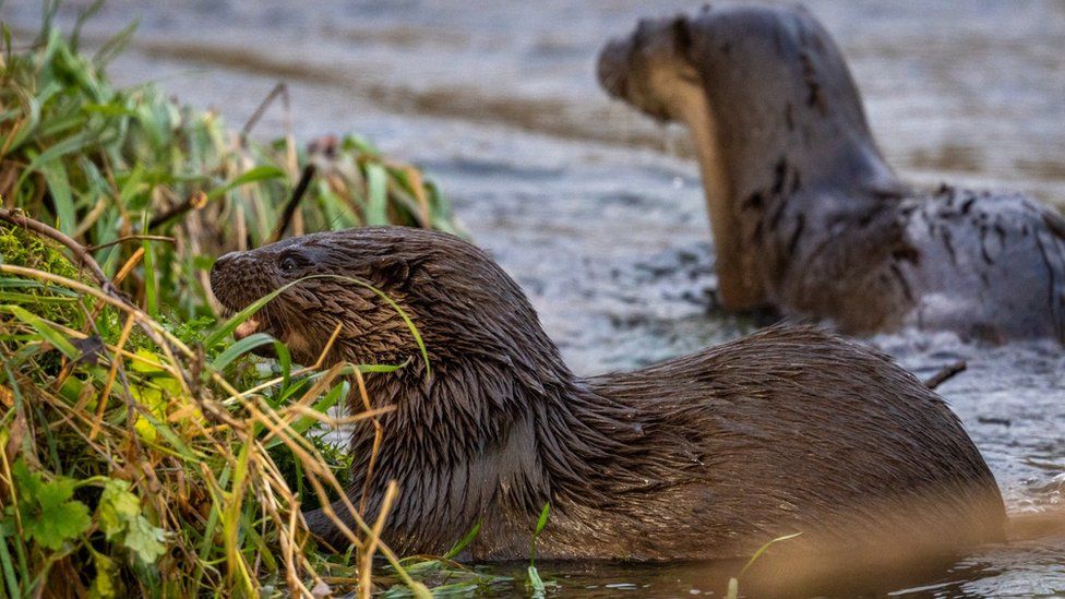 Otters by riverbank