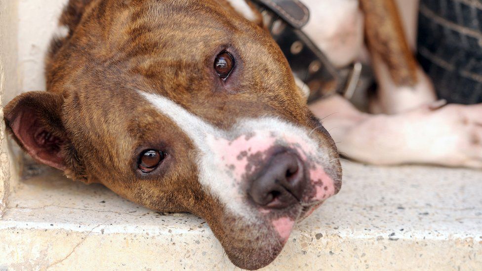 what dogs are on the dangerous dogs act