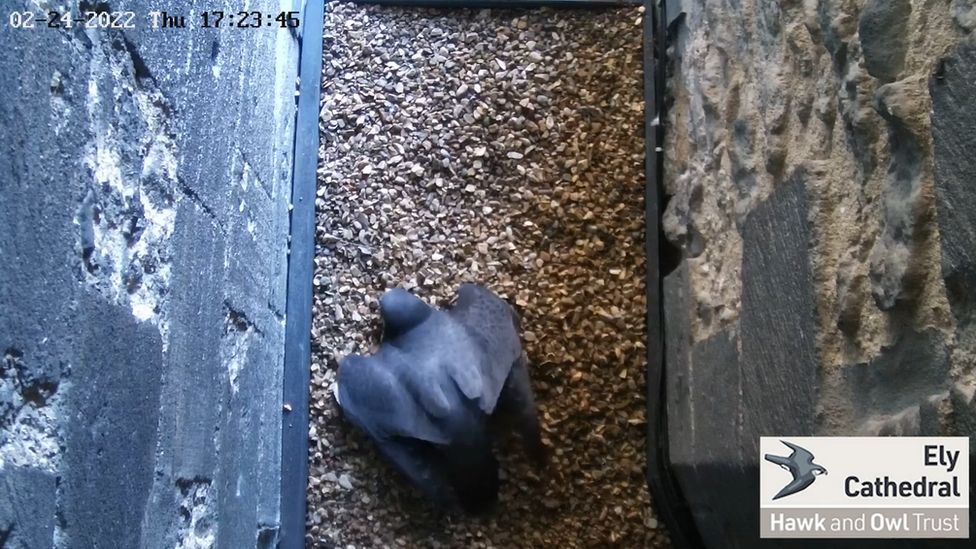 Ely Cathedral peregrine falcons