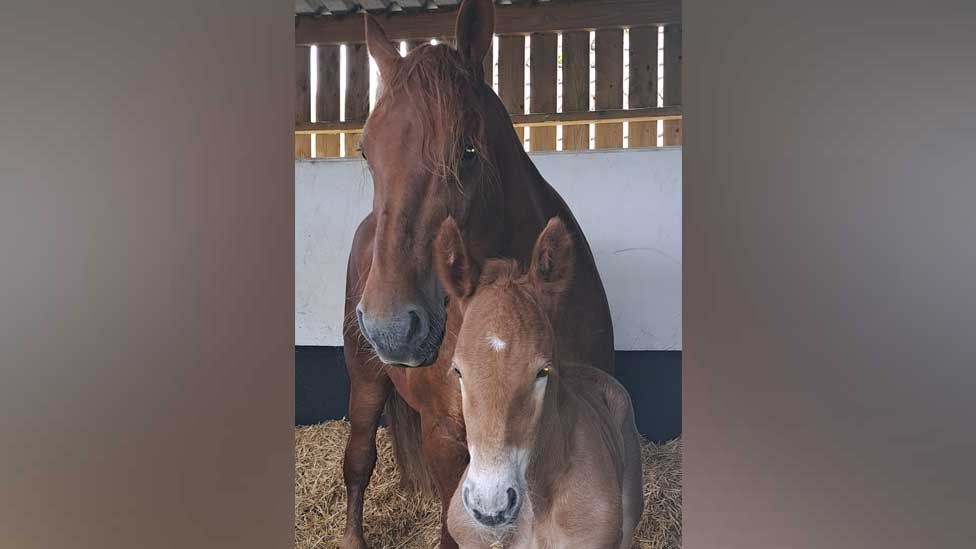 Foal Dazzling King Charles and mare Sioux