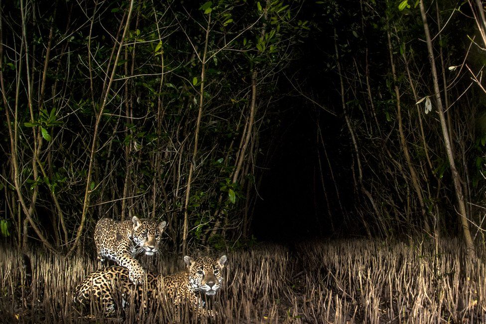 A photo at night time of a jaguar and a cub in a mangrove forest