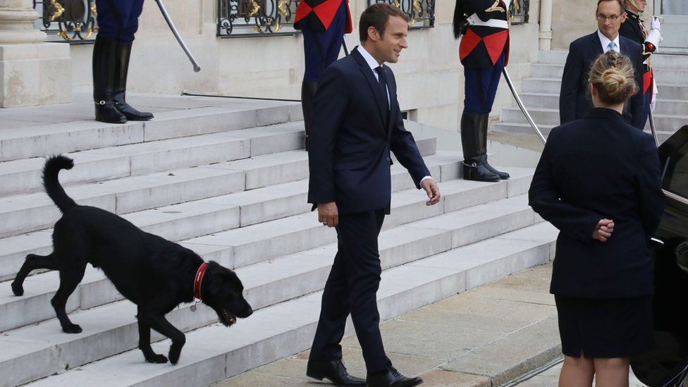 Nemo following President Macron at official reception, 28 Aug 17