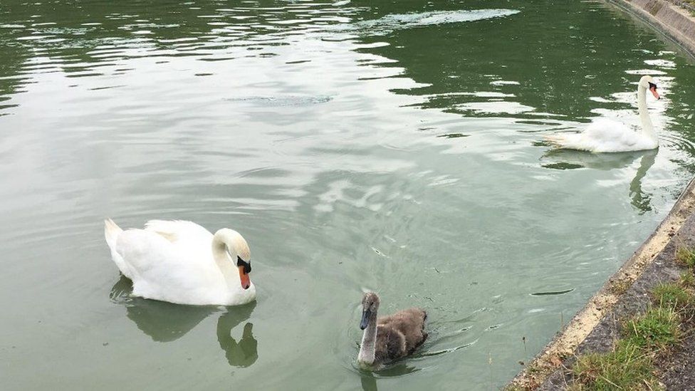 Swan family at Southampton Boating Lake