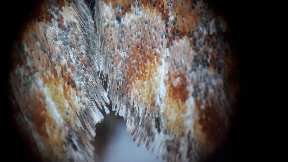 Moth wing under microscope