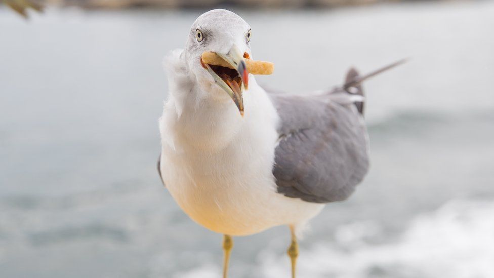 A seagull with a chip in its mouth