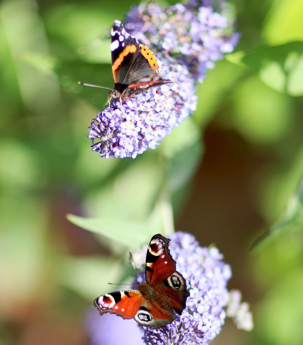 A Peacock butterfly and a Red Admiral on lilac flowers